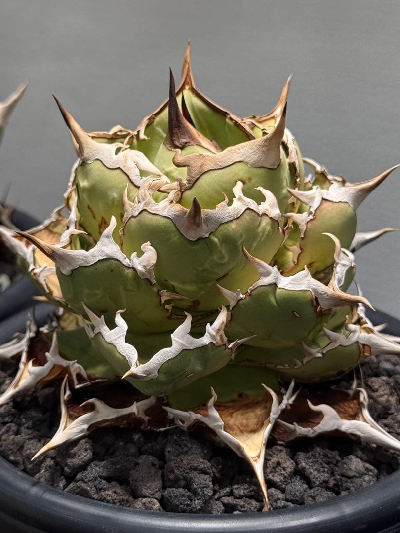 アガベ US Special株！親株出品