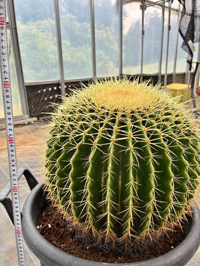 サボテン 大物キンシャチ　超選抜苗現品　【金鯱】/サボテンの王様/ドライガーデン