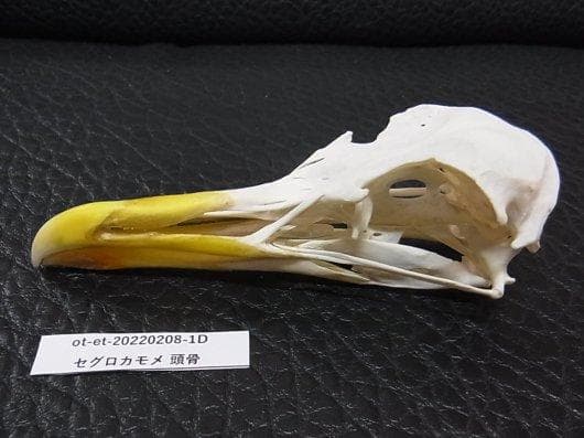 高品質！セグロカモメ　Herring gull　頭骨