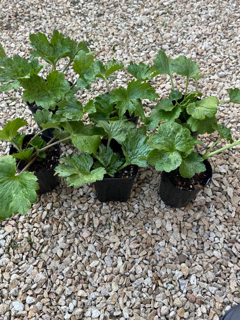 ラナンキュラスラックス 6種