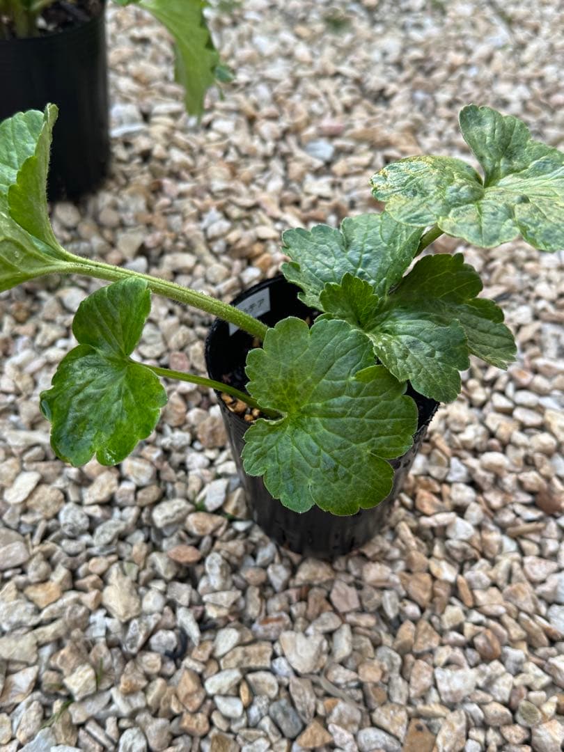 ラナンキュラスラックス 6種