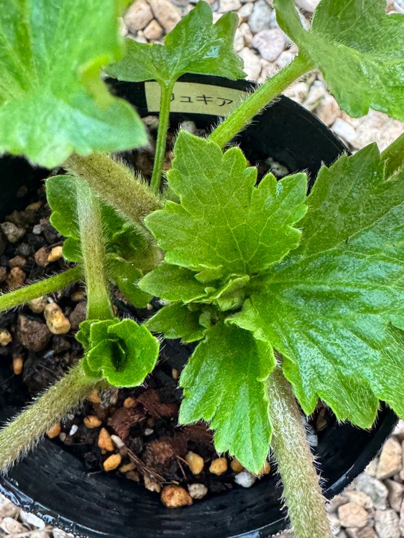 ラナンキュラスラックス 6種