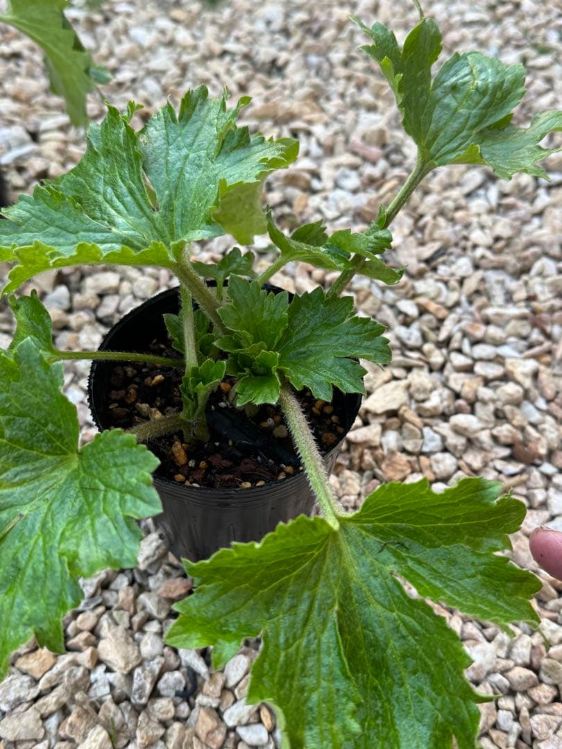 ラナンキュラスラックス 6種