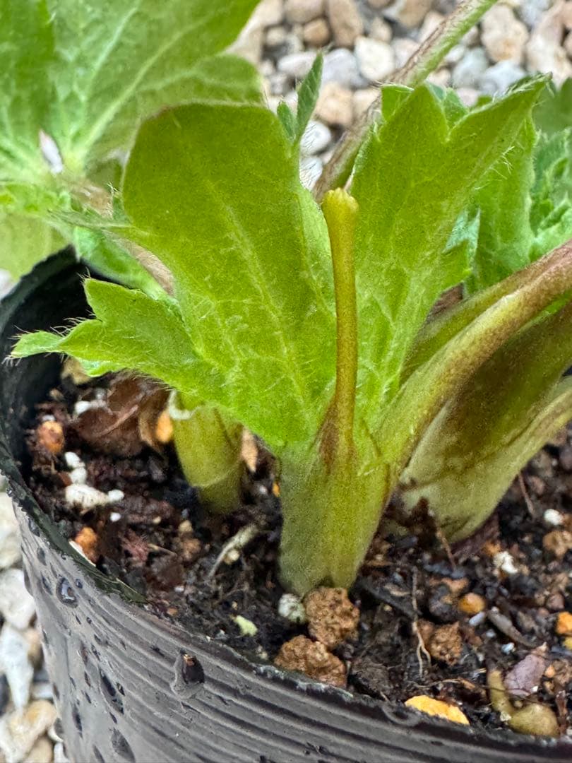 ラナンキュラスラックス 6種