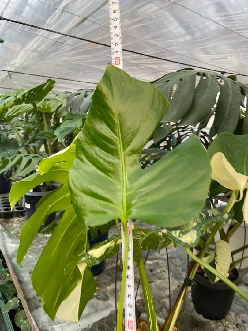 S16モンステラ デリシオーサ　シエラナ　健康カット苗