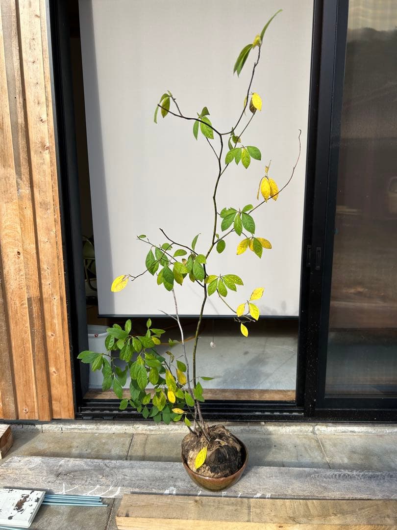 クロモジ苗木　180cm