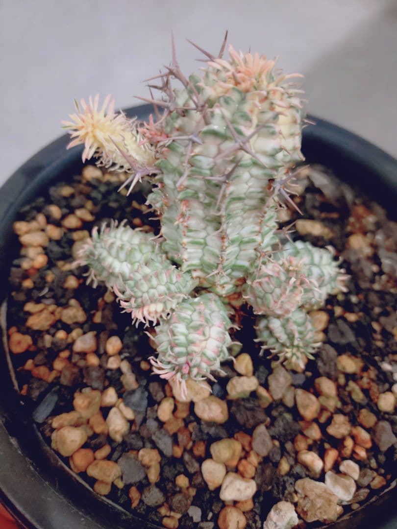 ちょこ　ユーフォルビア 群星冠　錦　群星冠錦　子株2株