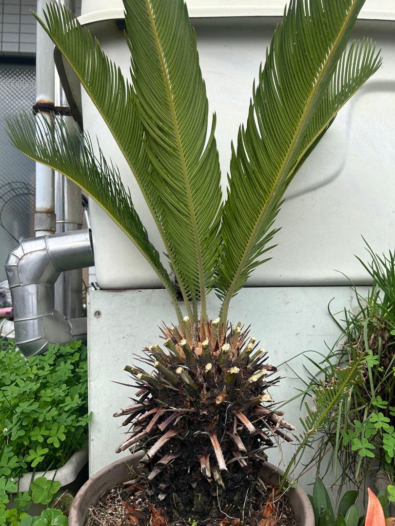 ソテツ 約80cm 観葉植物