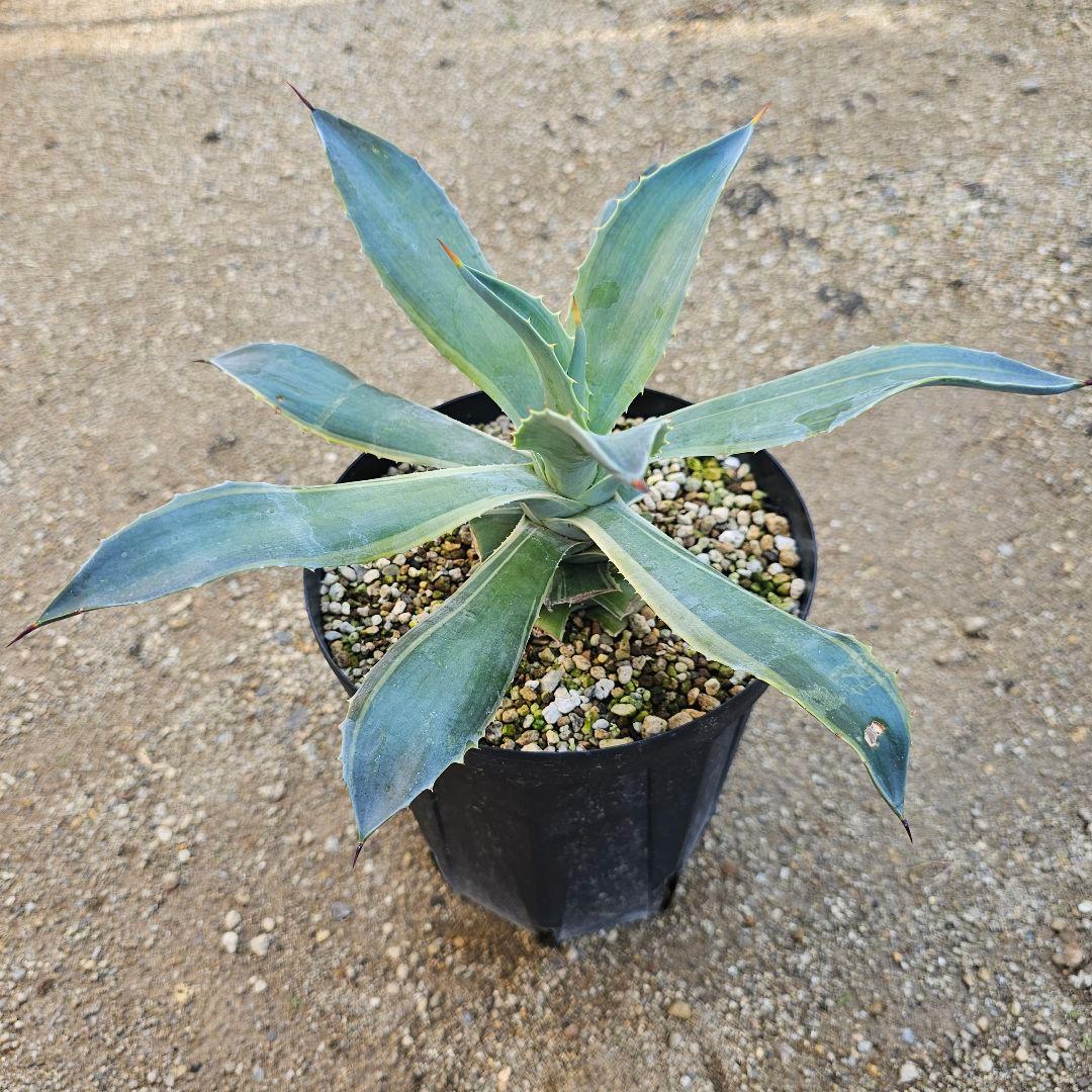アガベ　イシスメンシス×デスメティアナ　ハイブリッド