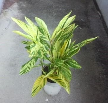 黄斑入り　フイリ　月桃　苗　キフゲットウ　金運　観葉植物　げっとう