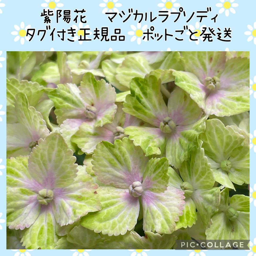 【花苗】数量限定　紫陽花　マジカルラプソディ　開花中　正規品　タグ付き