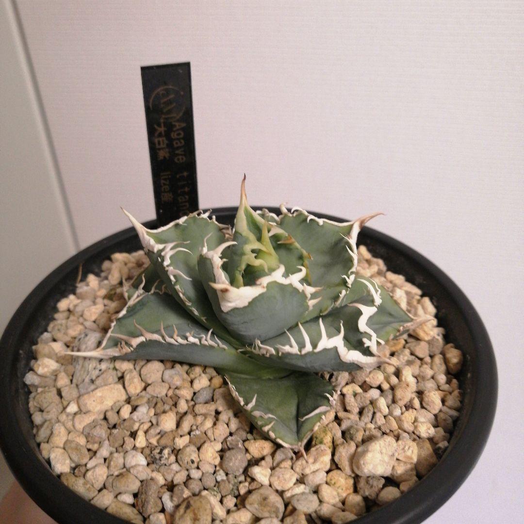 アガベチタノタ　ホホジロザメ(lize産)