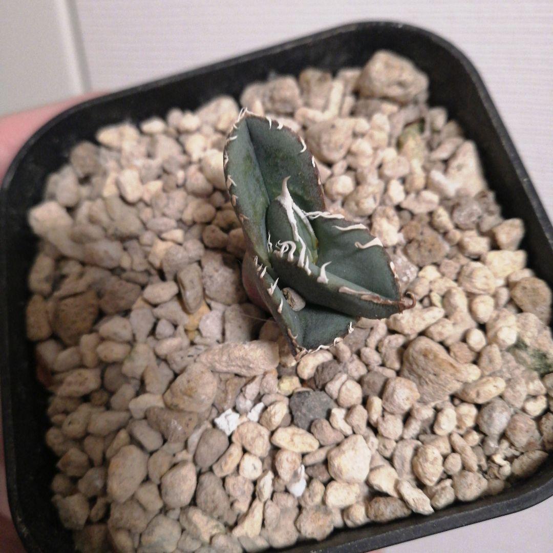 アガベチタノタ　ホホジロザメ(lize産)