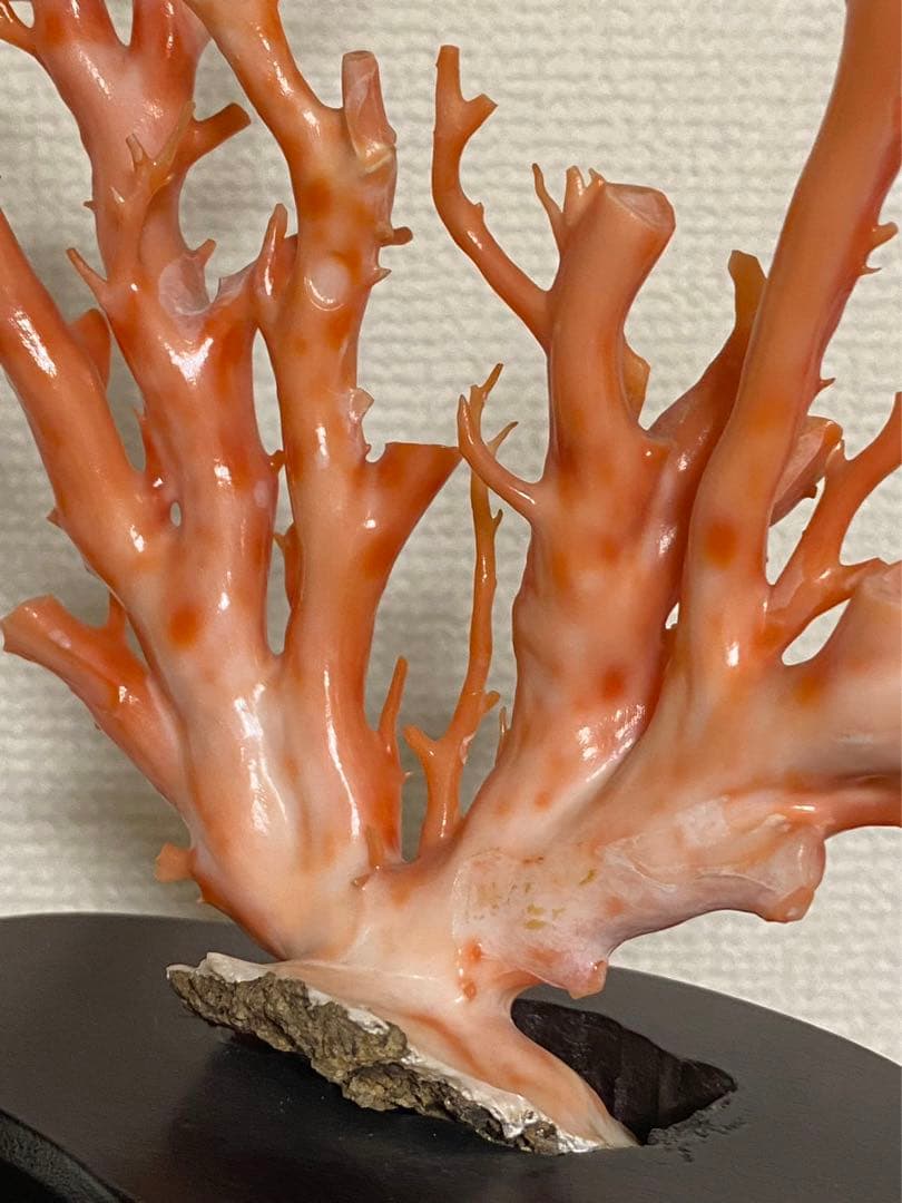 天然深海赤珊瑚 枝珊瑚置物 台座付きジュエリー宝石原木 オブジェ骨董