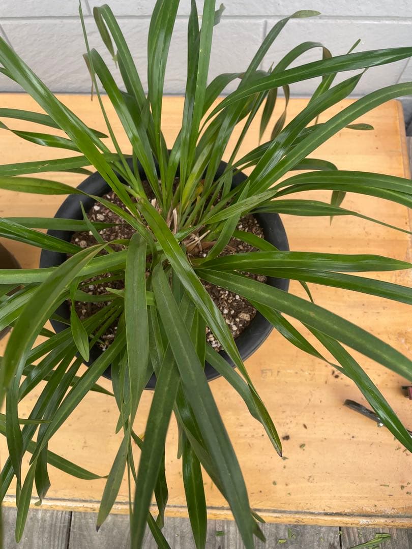 日本蜜蜂キンリョウヘン8号ニセット！現物！送料無料！