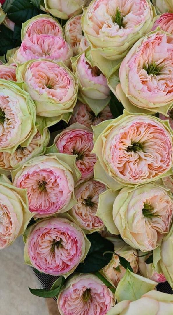 「tomtit211219」 切り花品種バラ苗　レアバラ 2点