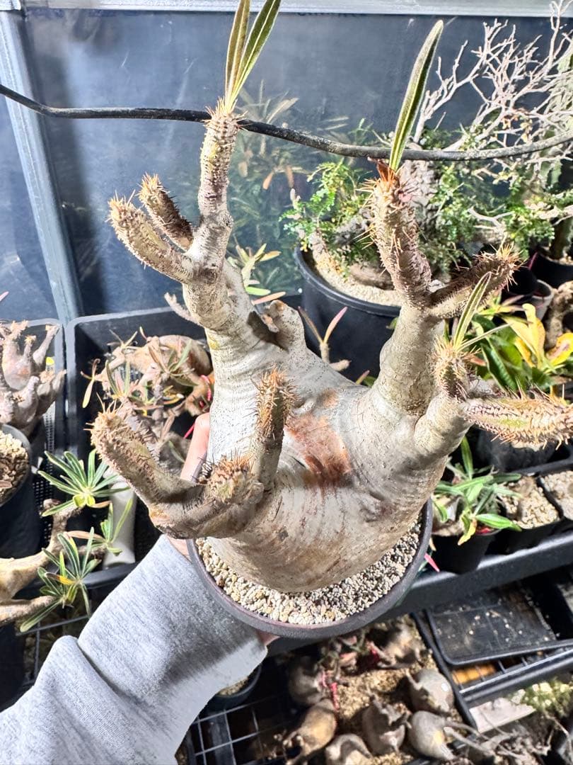 グラキリス発根済み　c10h9no2pot