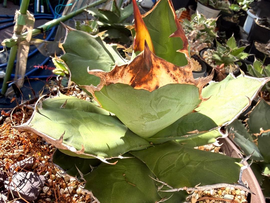 Agave titanota kelly clone 白犀牛　大株　抜き苗発送