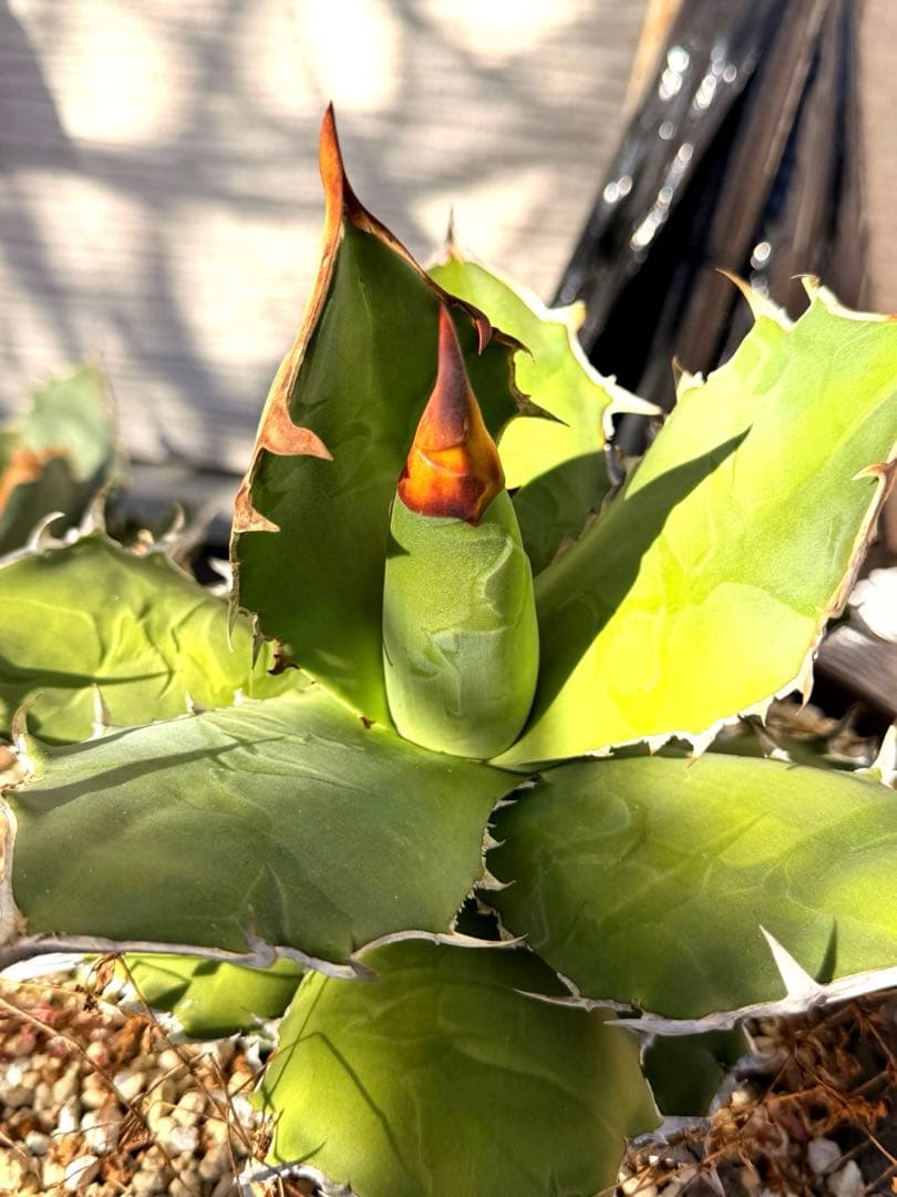 Agave titanota kelly clone 白犀牛　大株　抜き苗発送