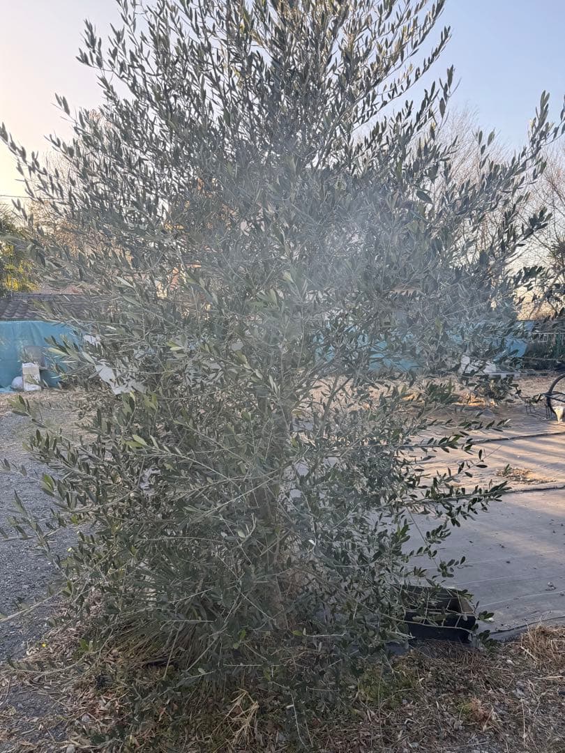 オリーブの木 約3m