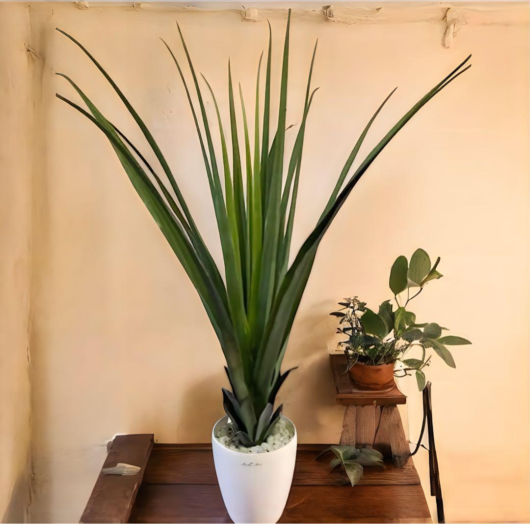 光触媒　人工観葉植物　ウォールグリーン　フェイクグリーン　バンダンザス