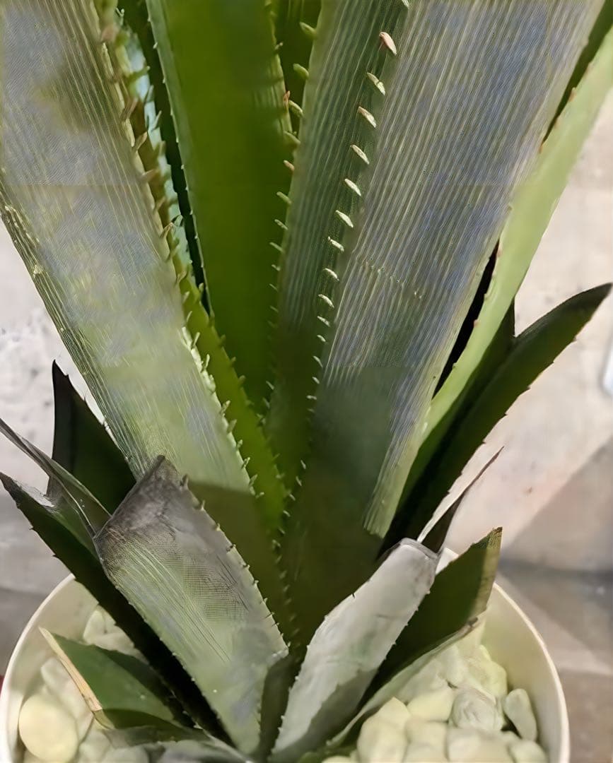 光触媒　人工観葉植物　ウォールグリーン　フェイクグリーン　バンダンザス