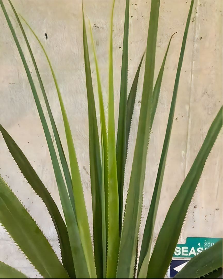 光触媒　人工観葉植物　ウォールグリーン　フェイクグリーン　バンダンザス