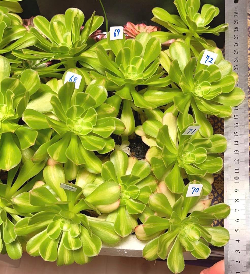 多肉植物アエオニウム錦❤️ 霓裳 ❤️ にも ❤️状態図