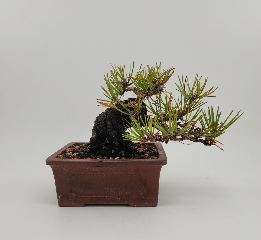 小品 黒松盆栽 五葉松盆栽 真柏盆栽 懸崖 真柏 黒松 赤松 五葉松