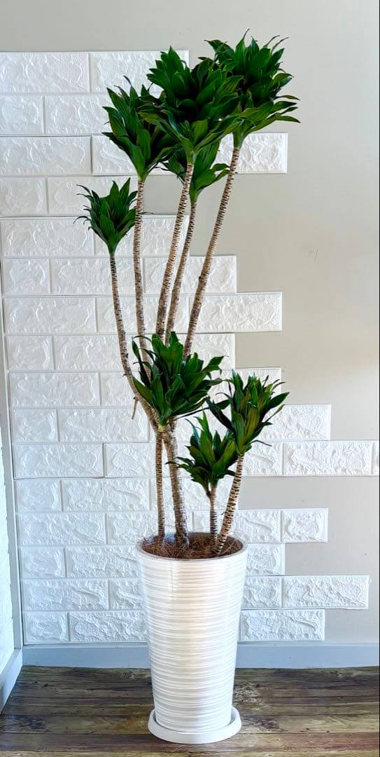 ドラセナコンパクタ⭐️リビングサイズ⭐️観葉植物