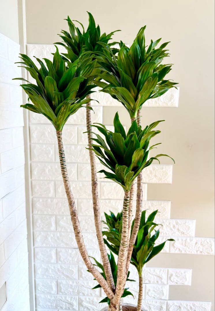 ドラセナコンパクタ⭐️リビングサイズ⭐️観葉植物