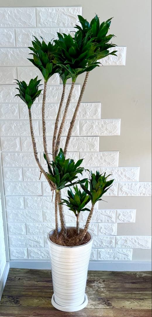 ドラセナコンパクタ⭐️リビングサイズ⭐️観葉植物