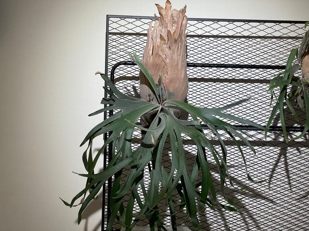 ビカクシダ　ハヌマーン　親株