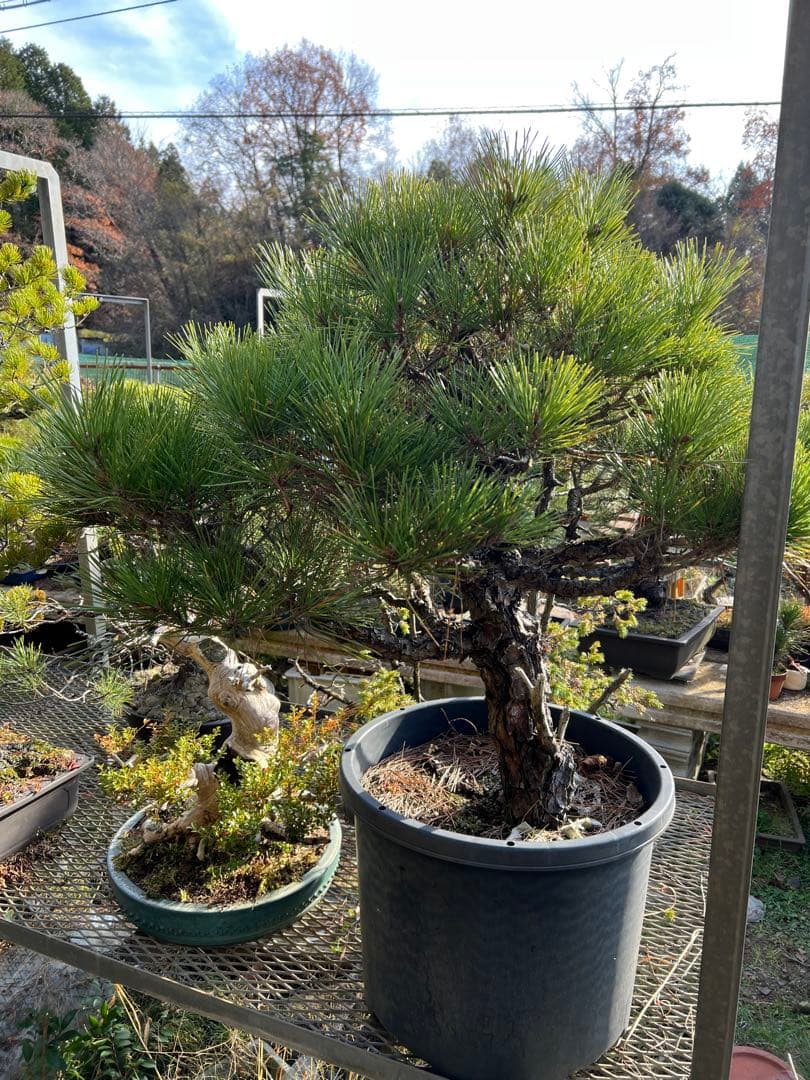 黒松盆栽 太幹で迫力あり！即戦力の良樹