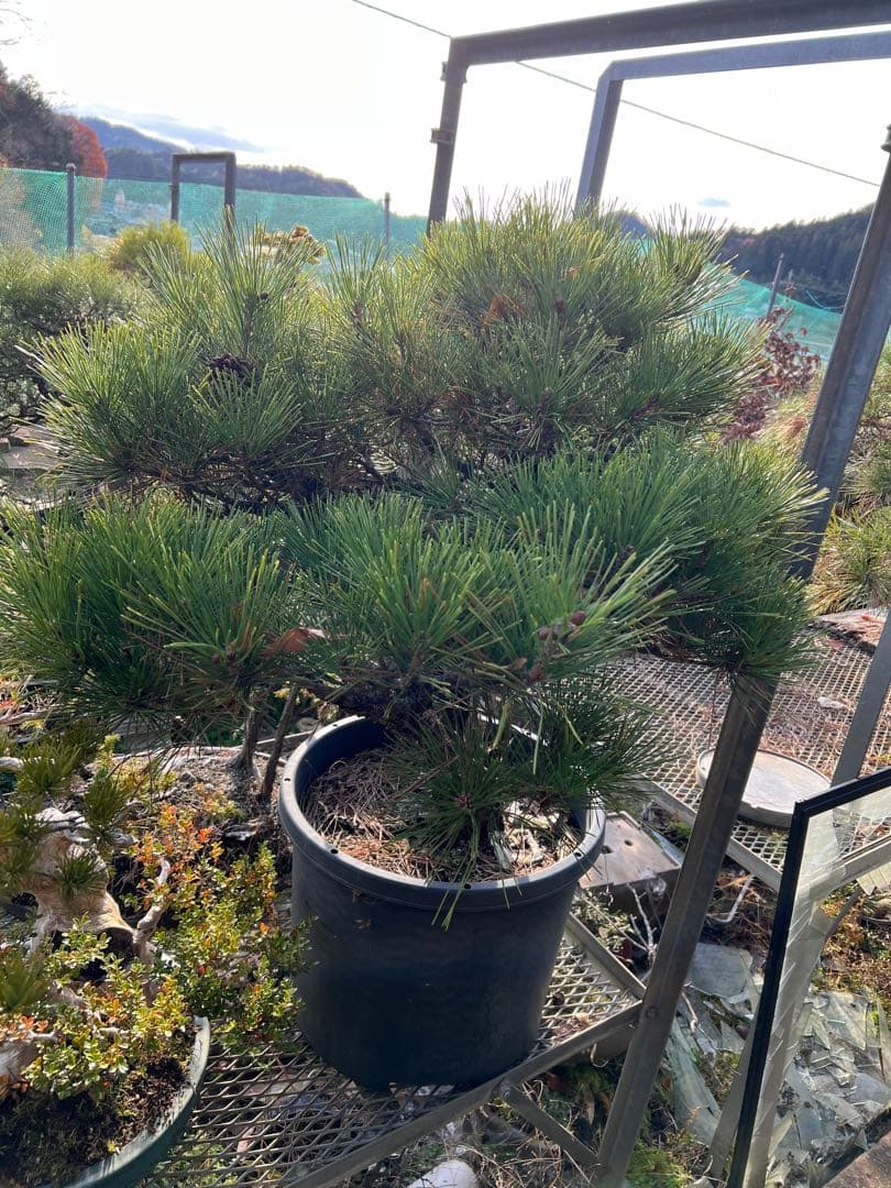 黒松盆栽 太幹で迫力あり！即戦力の良樹