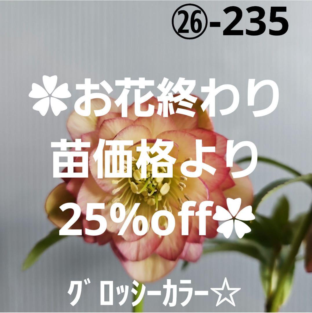 ㉖-235クリスマスローズ