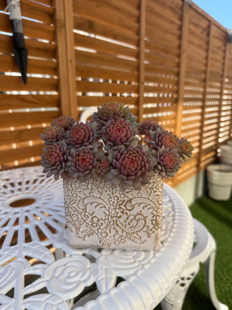 多肉植物 ミックスベリア　ちょこん　おらいさん苗　名札付き、