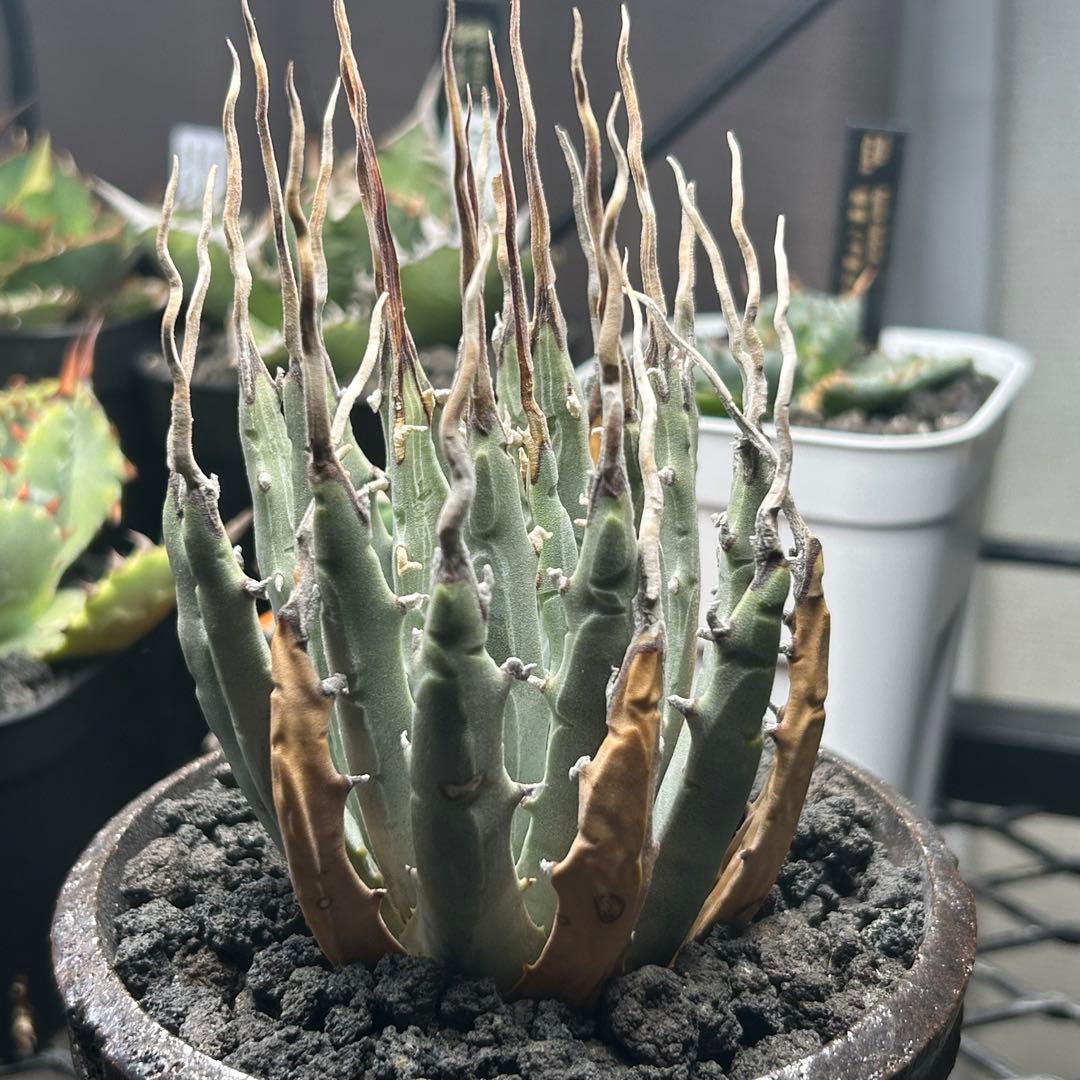 専用ページ はなはなはなこ様 予約済み