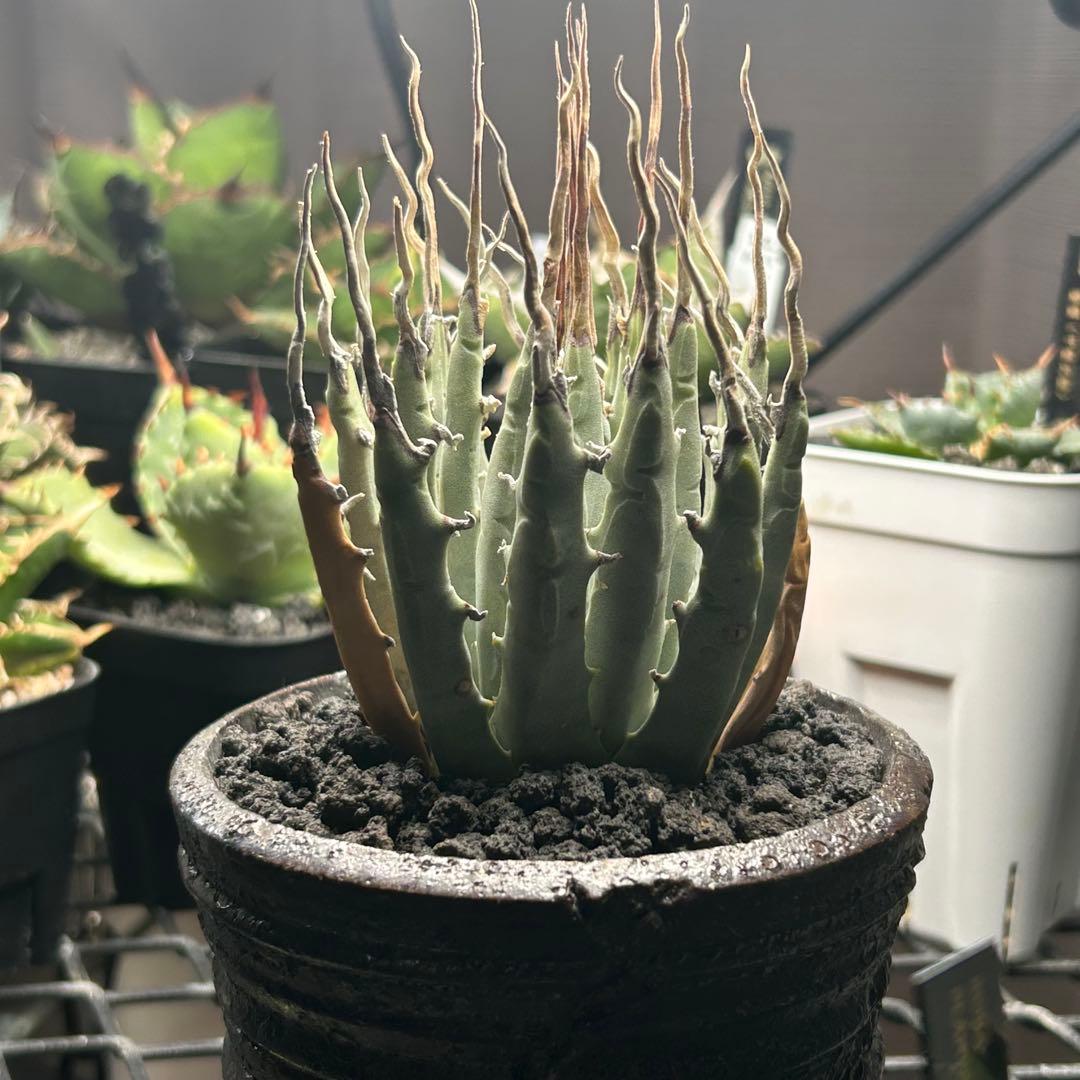 専用ページ はなはなはなこ様 予約済み