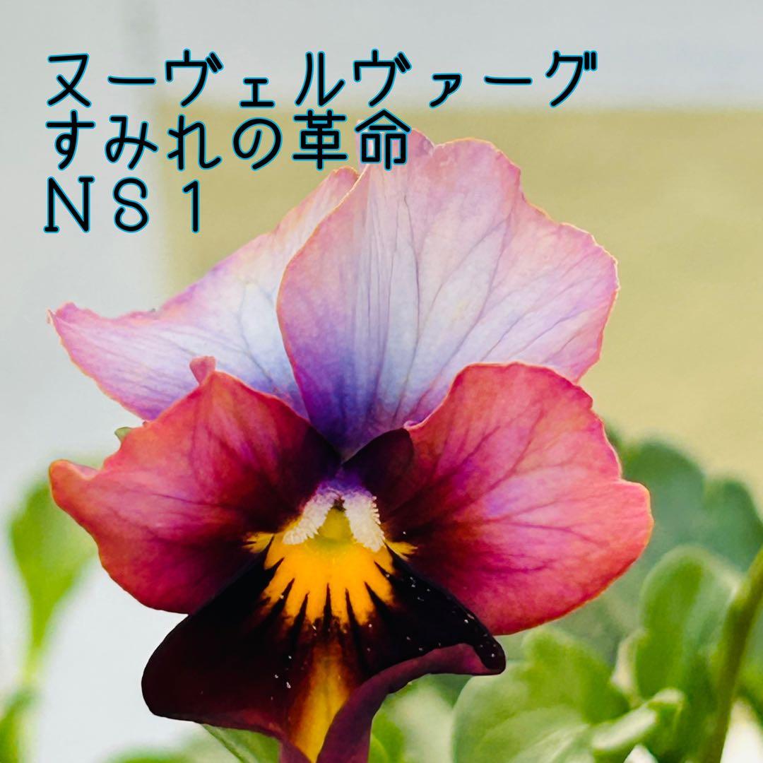 専用　ＮＳ1♥ヌーヴェルヴァーグ　すみれの革命♥超希少♥花苗ポットごと発送