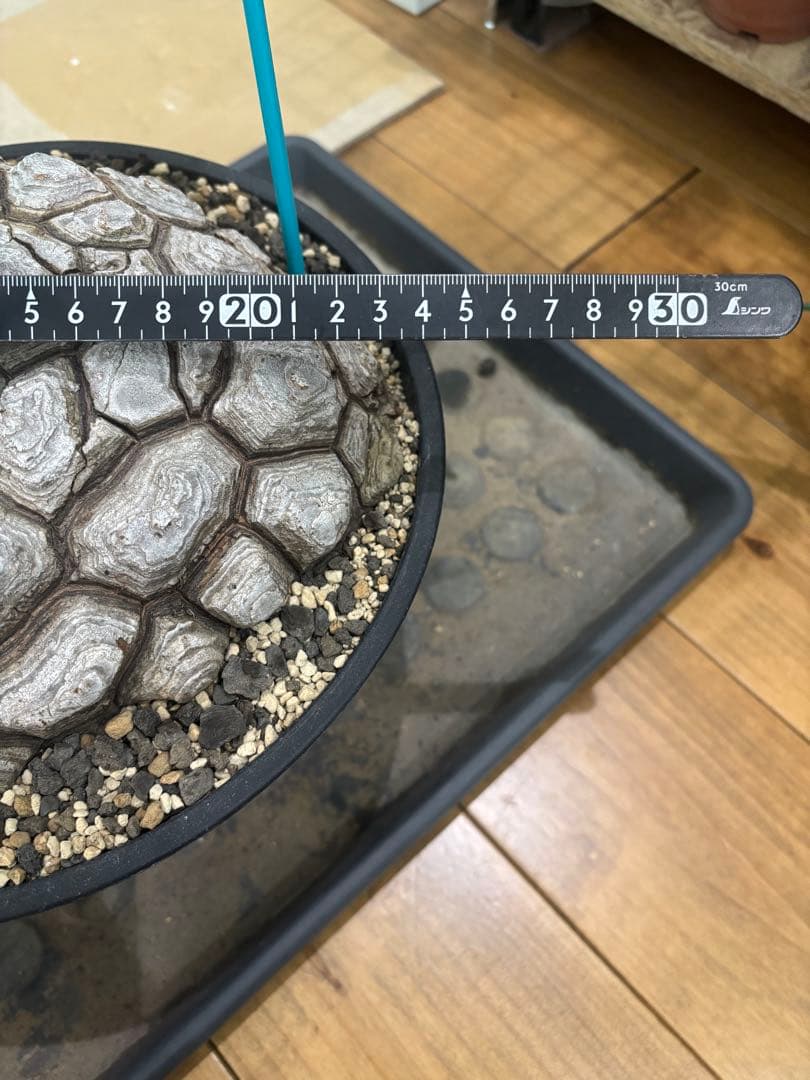 メキシコ亀甲竜　ディオスコレア　マクロスタチア　発根済み