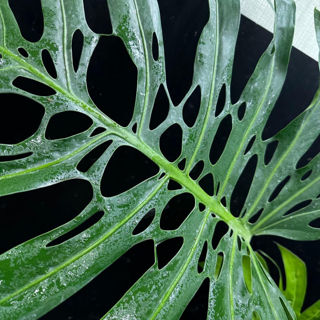 モンステラデリシオーサマクロコズム大型葉希少系統鉢植え高さ70㎝超大株