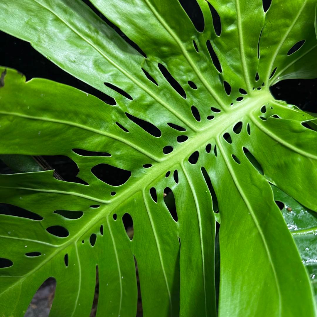 モンステラデリシオーサマクロコズム大型葉希少系統鉢植え高さ70㎝超大株