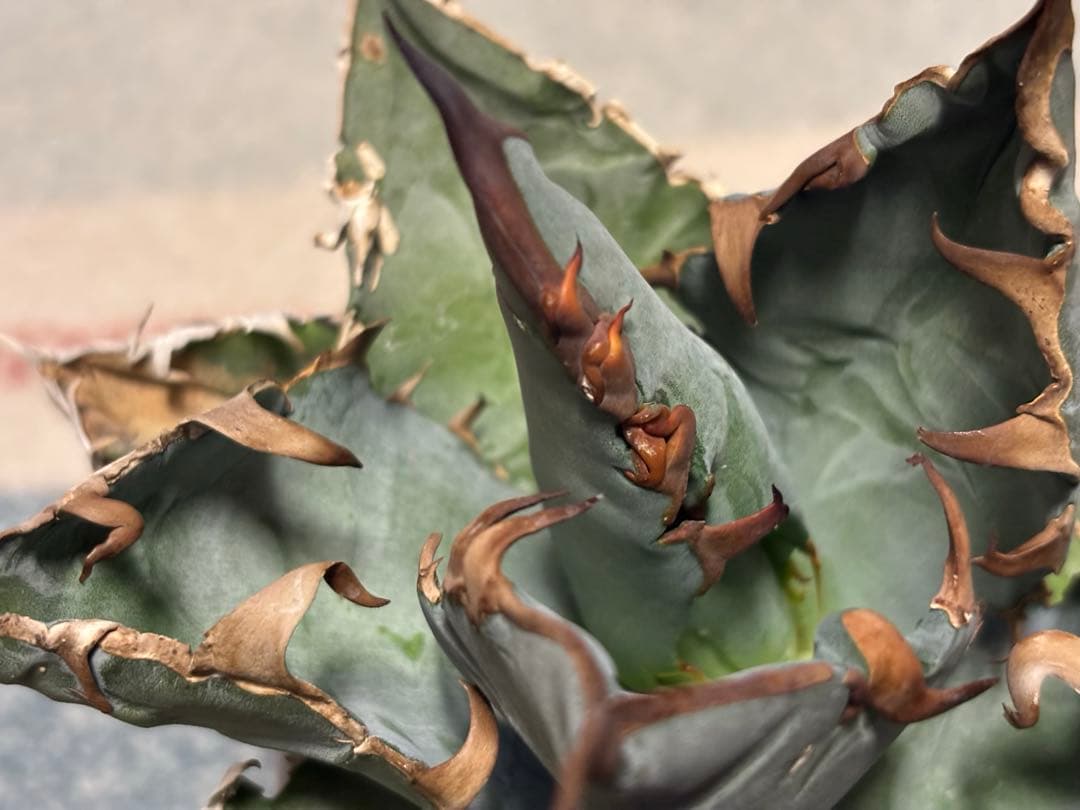 実生 チタノタ 検索)オアハカ スナグル オテロイ アガベ fo-076 ホリダ