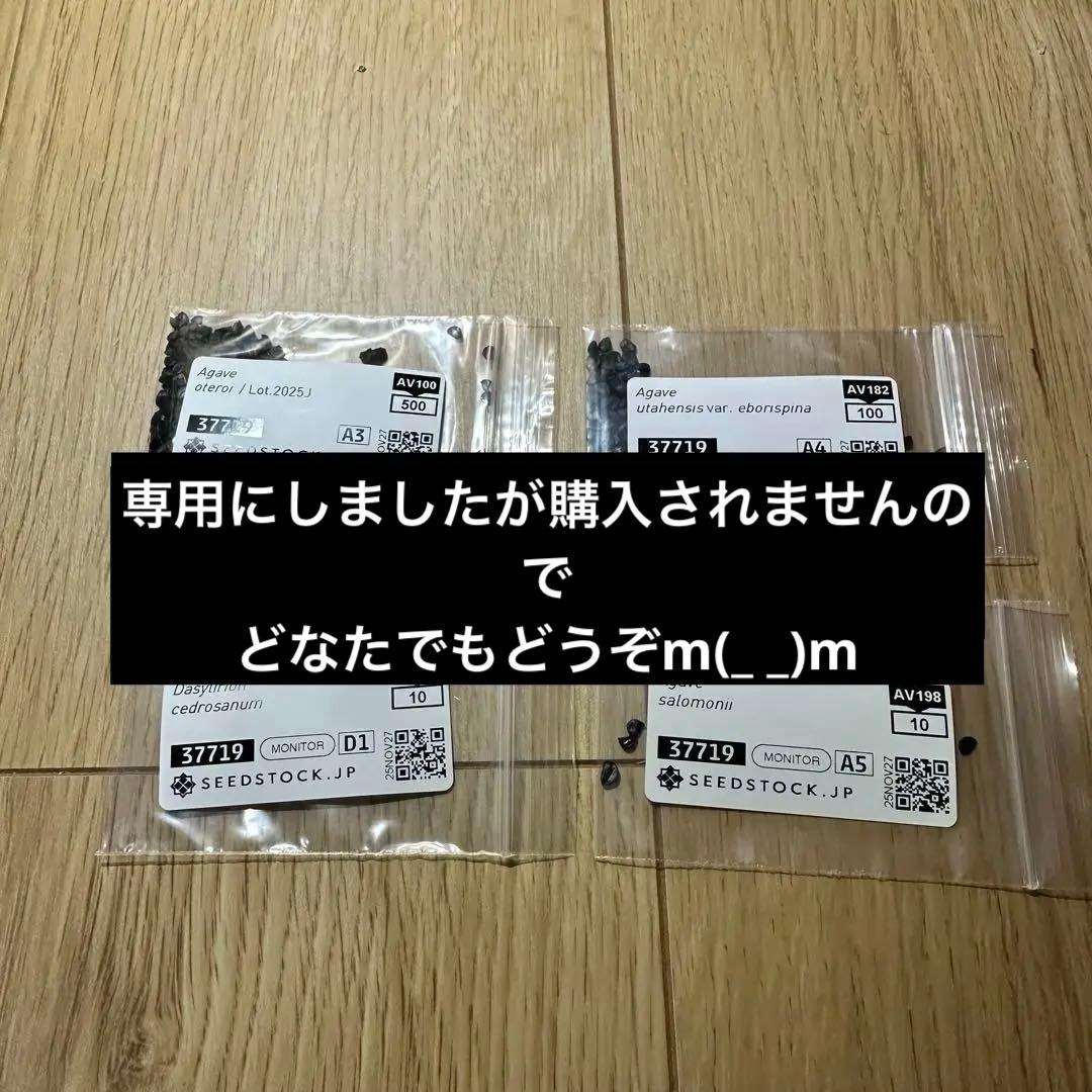 アガベ　オテロイ、エボリスピナ種子セット