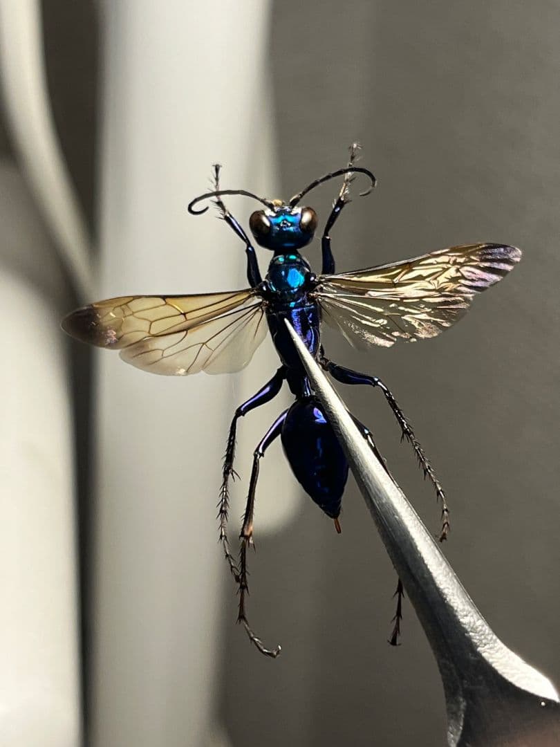 【標本】エメラルドゴキブリバチに酷似の寄生蜂 ジュエルワスプ 昆虫標本