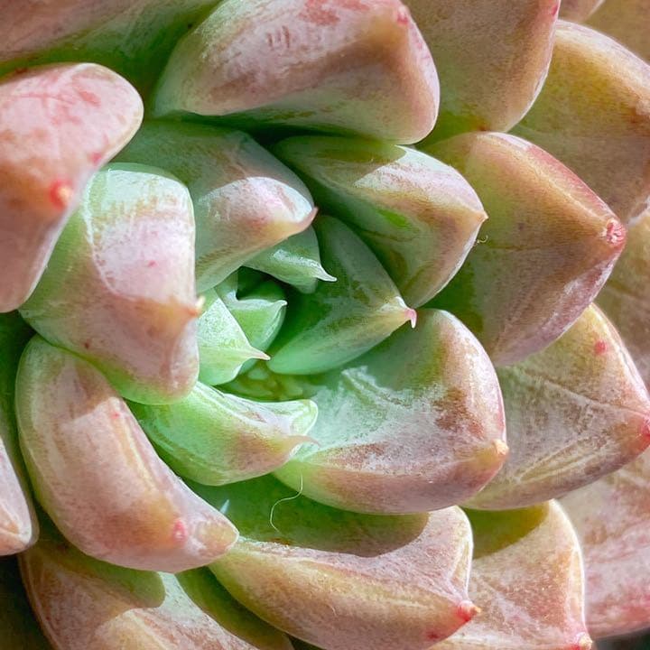 超どっしり　ムアレ