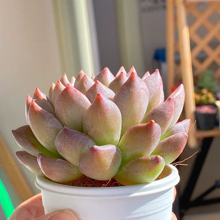 超どっしり　ムアレ