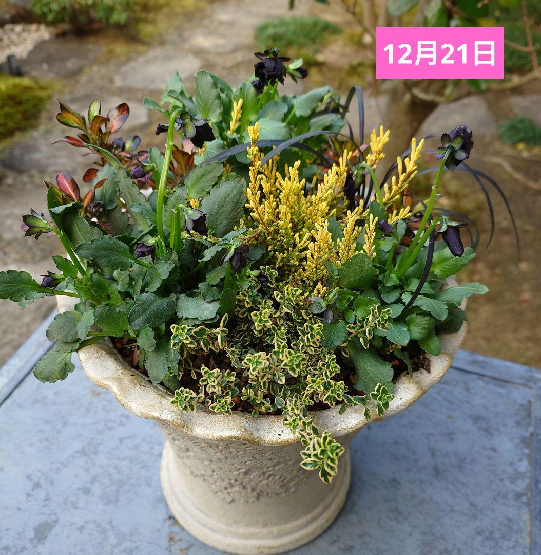 寄せ植え花　神戸べっぴんさんエミュー