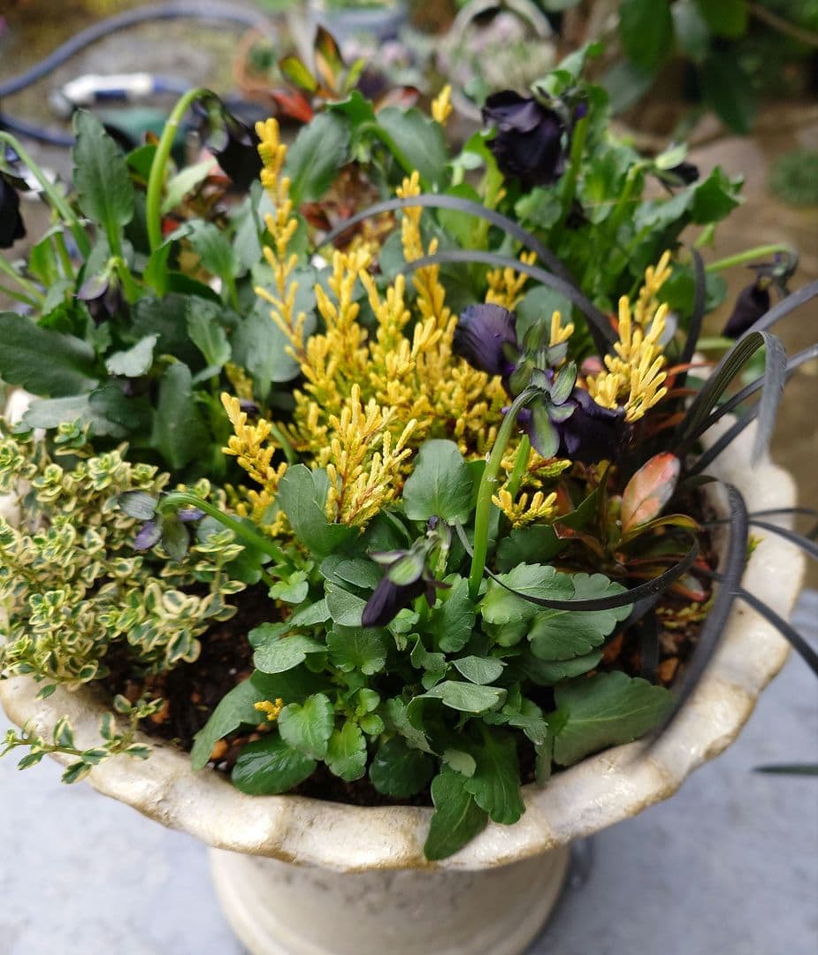 寄せ植え花　神戸べっぴんさんエミュー